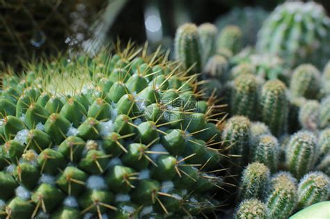 带刺的植物|探索大自然中的带刺植物：从观赏到实用的价值